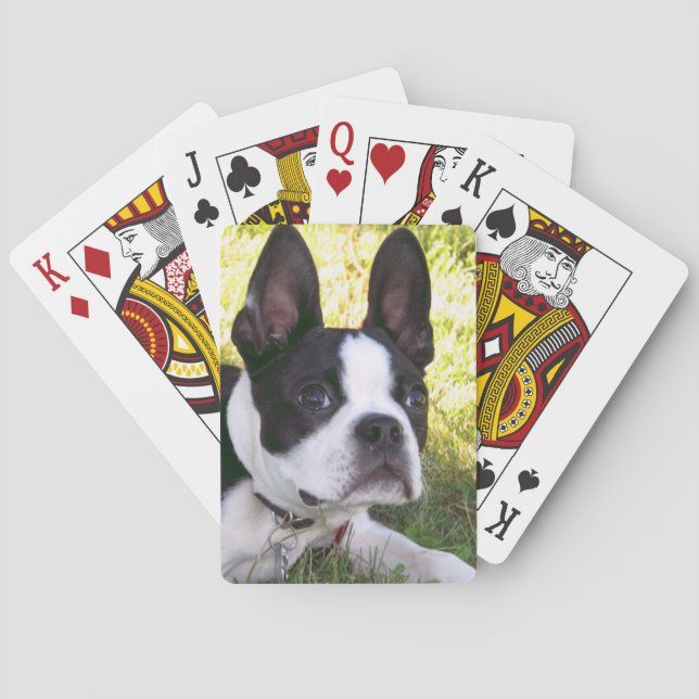 Boston Terrier Pup Deck of Cards (Back)