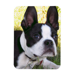 Boston Terrier Pup Flexible Magnet