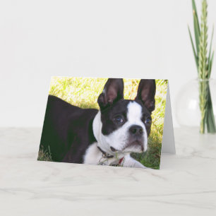 Boston Terrier Pup Greeting Card
