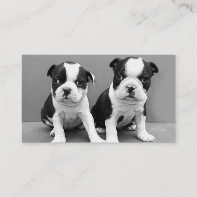 Boston Terrier puppies business cards (Front)