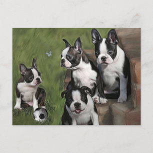 Boston Terrier Puppies Postcard