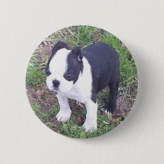 Boston Terrier Puppy 6 Cm Round Badge