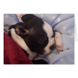 Boston Terrier puppy BLANK