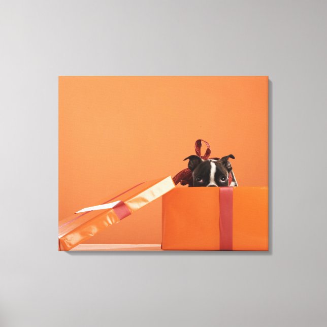 Boston terrier puppy in gift box canvas print (Front)