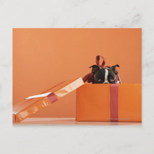 Boston terrier puppy in gift box postcard