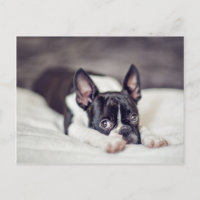 Boston Terrier Puppy