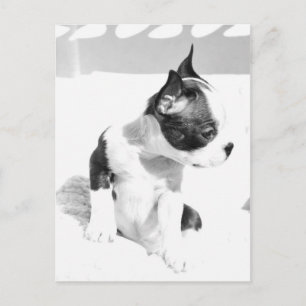 Boston Terrier Puppy Postcard