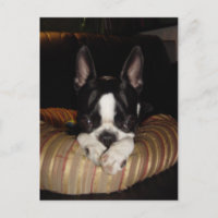 Boston Terrier puppy postcard