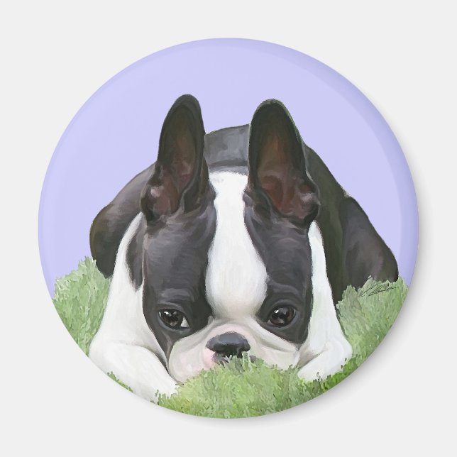 Boston terrier puppy resting magnet (Front)
