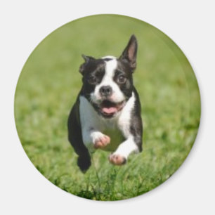 Boston Terrier Running Magnet