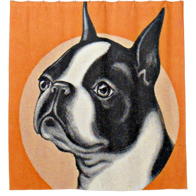 Boston terrier shower curtain (Front)