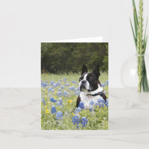 Boston Terrier sitting in a field of Blue Bonnets Card