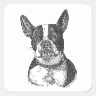 Boston Terrier Square Sticker