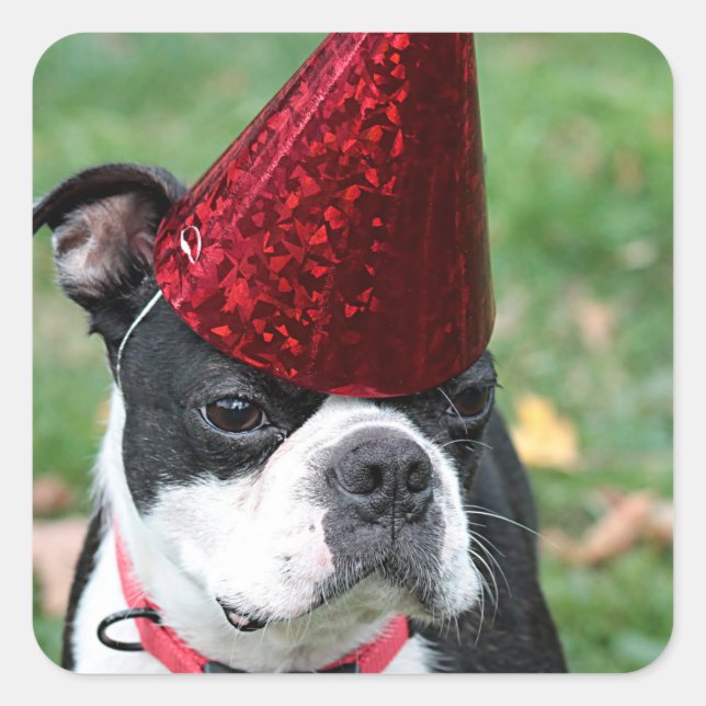 Boston Terrier Square Sticker (Front)