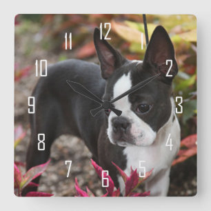 BoSTON TERRiER Square Wall Clock