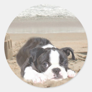 Boston Terrier Sticker Sandcastles