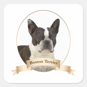 Boston Terrier Stickers