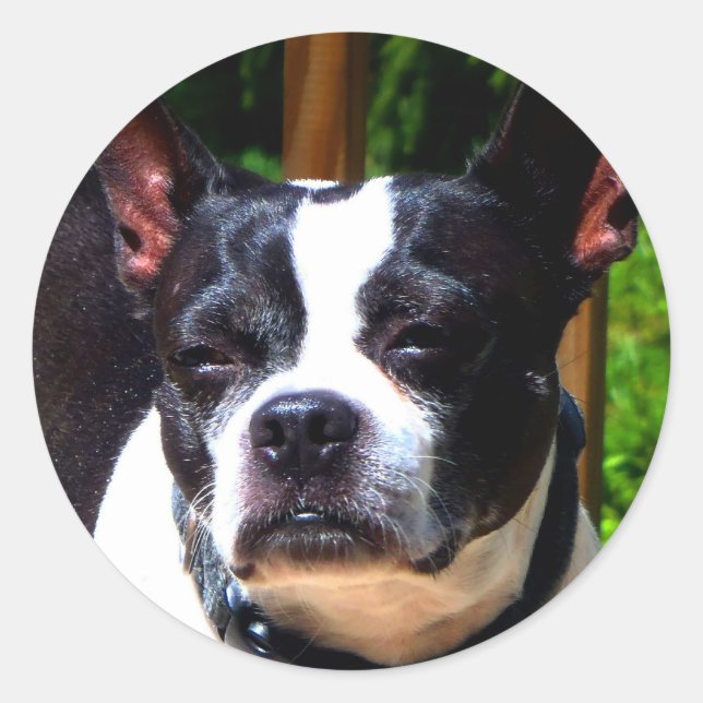 Boston Terrier Stickers (Front)