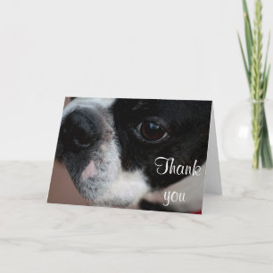Boston terrier thank you card