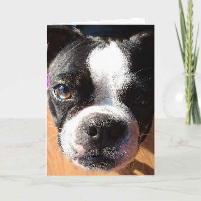Boston Terrier THINKING OF YOU greeting card (Front)