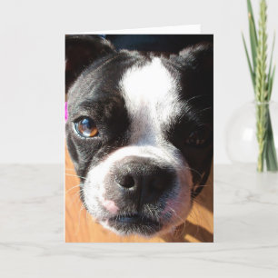 Boston Terrier THINKING OF YOU greeting card
