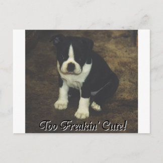 Boston Terrier: Too Freakin' Cute Postcard