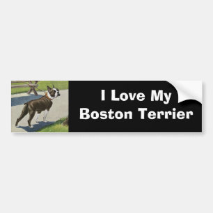 Boston Terrier Vintage Bumper Sticker