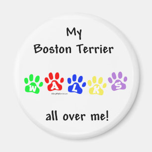Boston Terrier Walks All Over Me - Magnet