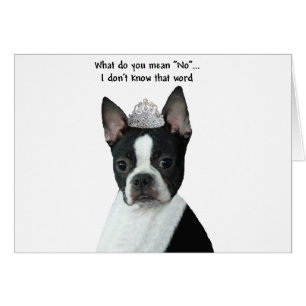 Boston Terrier: What Do You Mean "No"?