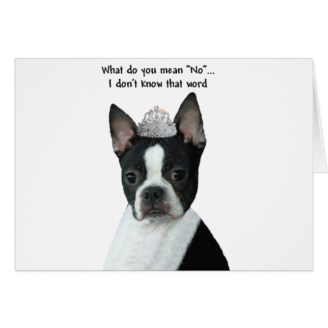 Boston Terrier:  What Do You Mean "No"? (Front Horizontal)