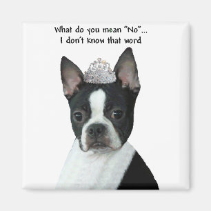 Boston Terrier:  What Do You Mean "No"? Magnet