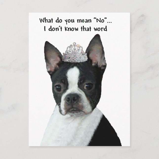 Boston Terrier:  What Do You Mean "No"? Postcard (Front)