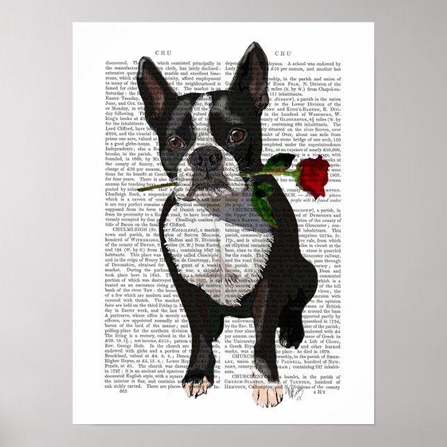 Boston Terrier with Rose in Mouth Poster (Front)