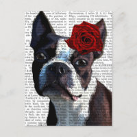 Boston Terrier with Rose on Head
