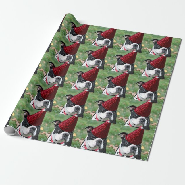 Boston terrier wrapping paper (Unrolled)