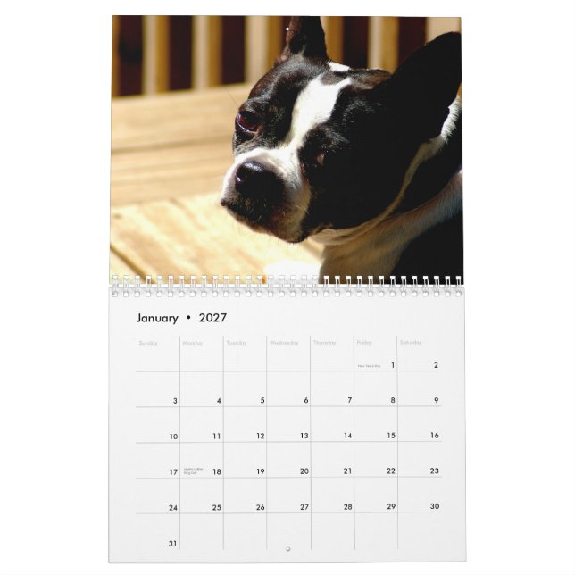 Boston Terriers Calender Calendar (Jan 2027)