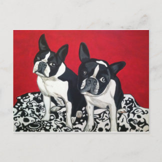 Boston Terriers Postcard