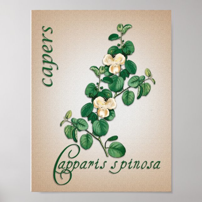 Botanical aromatherapy illustration of Capers Poster (Front)