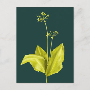 Botanical Art Green Plant Nature Lover Botanist Postcard