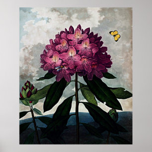 Botanical Art Temple Of Flora Rhododendron Poster