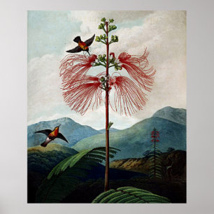 Botanical Art Temple Of Flora Sensitive Plant Poster