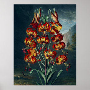 Botanical Art Temple Of Flora Superb Lily Poster