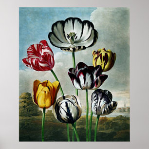 Botanical Art Temple Of Flora Tulips Poster