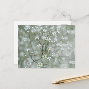Botanical Baby's Breath Flower Plant Photography Postcard