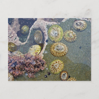 botanical beach shells postcard