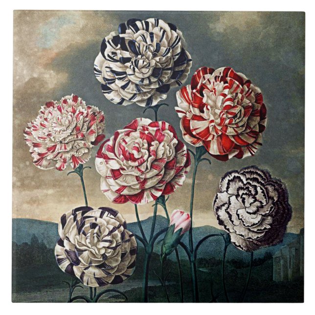 Botanical Blooms Carnations Ceramics Tile (Front)