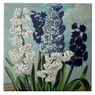 Botanical Blooms Hyacinths Ceramics Tile