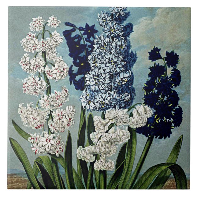 Botanical Blooms Hyacinths Ceramics Tile (Front)