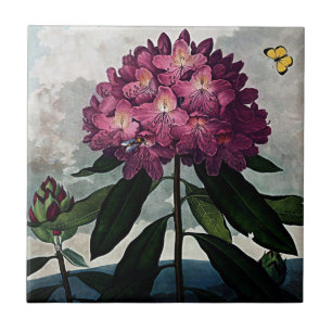 Botanical Blooms The Rhododendron Ceramics Tile