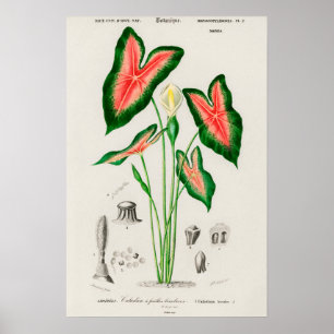 Botanical Boho Caladium Pink and Green Poster